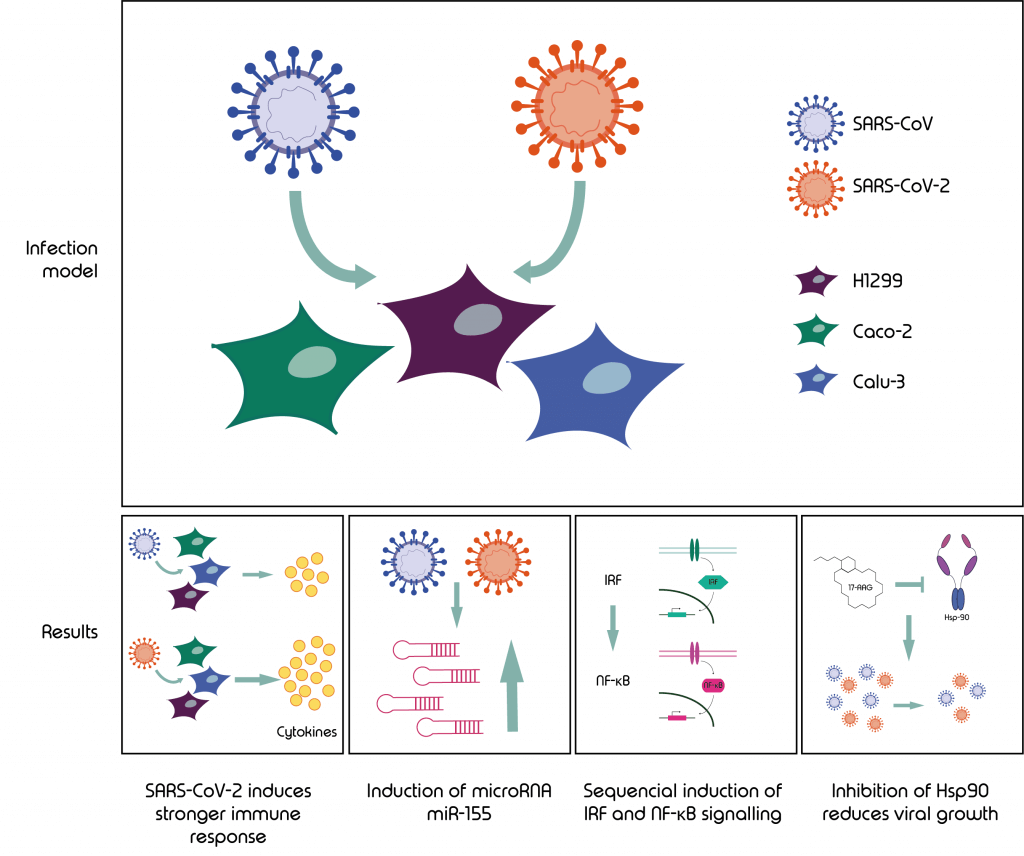 graphical_abstract_ SARS-CoV-2- 4 main findings